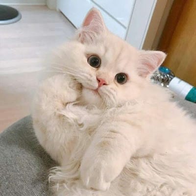 احسن خان avatar